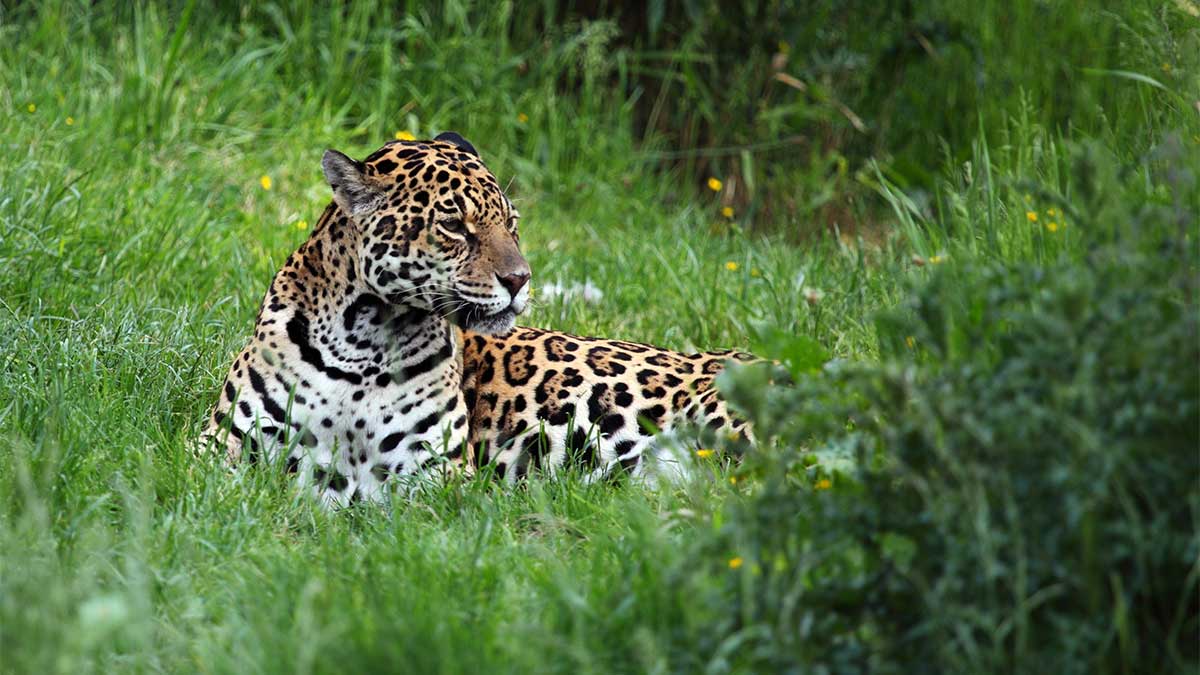 Jaguar w PN Kaa Iya 